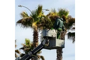 Cuidamos tus árboles en Los Angeles