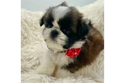 $350 : Cachorros Shihtzu en venta thumbnail