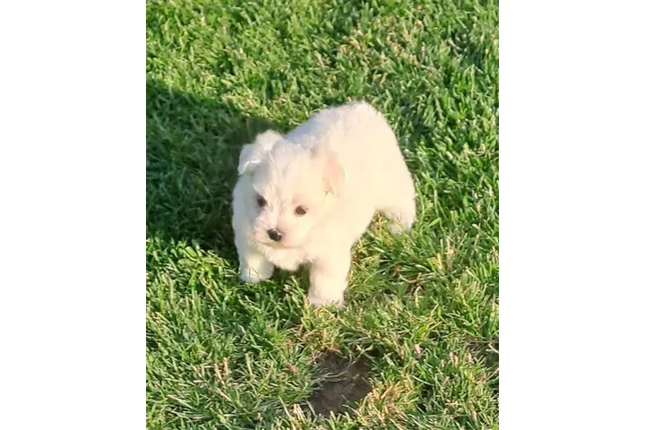 $450 : mini maltese image 2