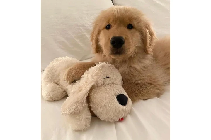 $450 : Golden Retriever for sale image 2