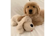$450 : Golden Retriever for sale thumbnail