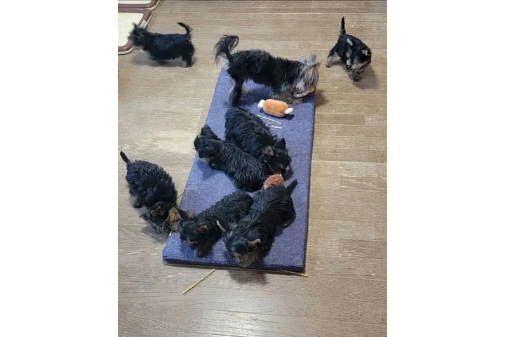 $350 : Cachorros yorkie taza de té image 1