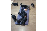 Cachorros yorkie taza de té en Austin