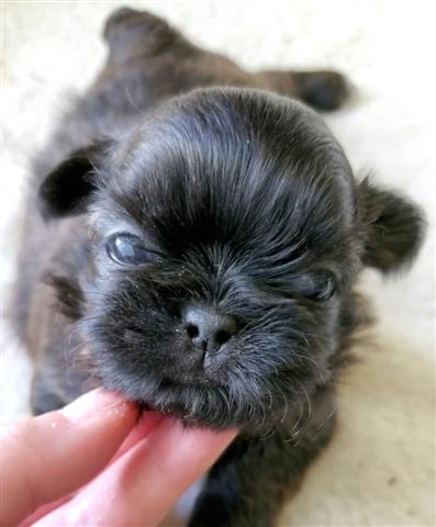 $350 : Cachorros Shihtzu image 3