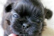 $350 : Cachorros Shihtzu thumbnail