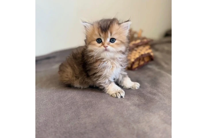 $200 : Super Persian available image 2