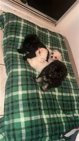 $300 : Cute shih tzu mix puppies image 2