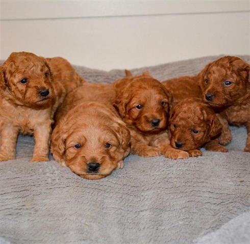 $700 : Mini Goldendoodle puppies image 1