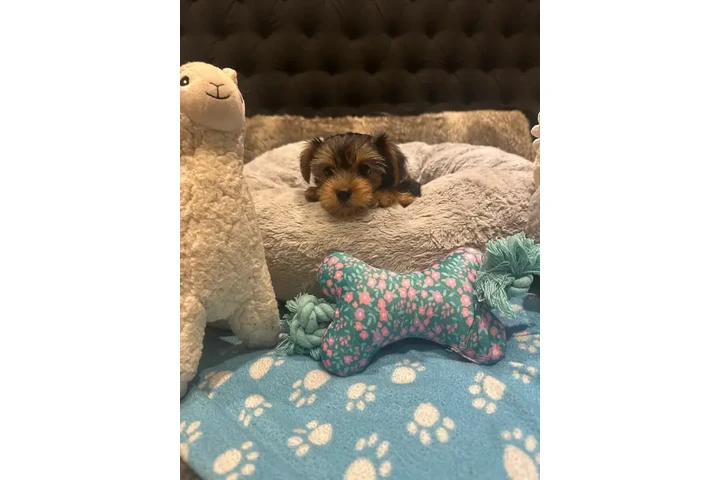 $1500 : Adorable Purebred Yorkshire image 8