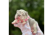 Cachorros Bulldog Francés en Washington DC