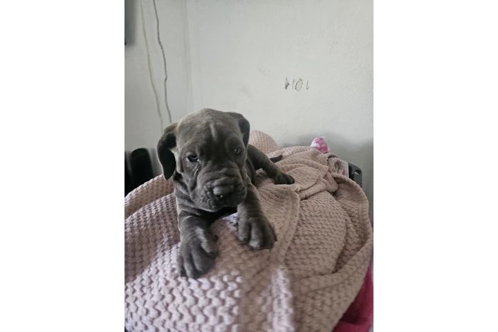 $600 : Cane corso image 2
