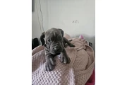 $600 : Cane corso thumbnail