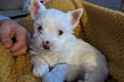 Maltese Puppy For Sale en San German