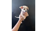 Puppie female mini toy en Los Angeles