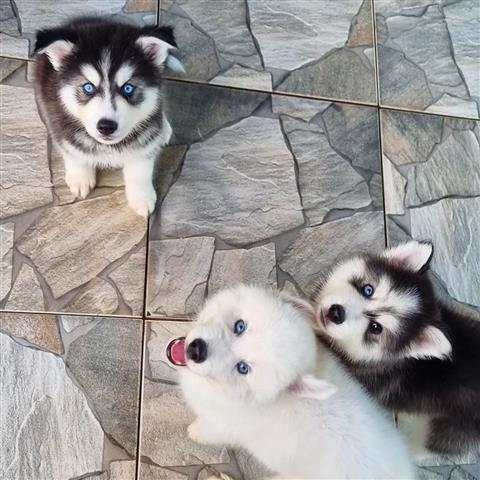 $500 : Hermosos husky siberiano image 2