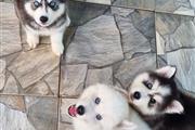 $500 : Hermosos husky siberiano thumbnail