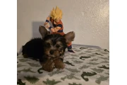 Yorkies Machos en Los Angeles