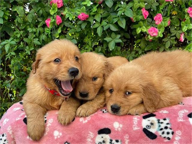 $500 : Cachorros Golden Retriever image 3