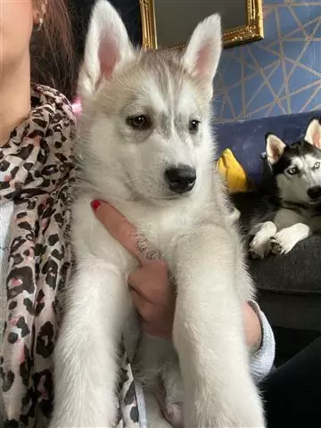 $400 : HUSKY PUPPIES AVAILABLE image 1