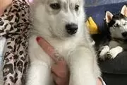 HUSKY PUPPIES AVAILABLE en Omaha