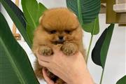 pomerania en venta en Atlanta