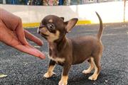 CHIHUAHUA EN VENTA en Phoenix