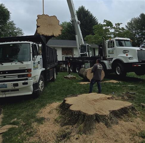 Tree Services in Glen Burnie image 10