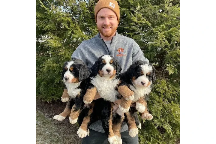 Cachorros de Boyero de Berna image 4
