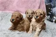 Red toy poodle puppie en Raleigh