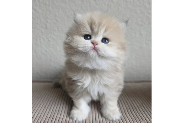 $260 : Gatito Persian disponible image 2