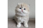 $260 : Gatito Persian disponible thumbnail