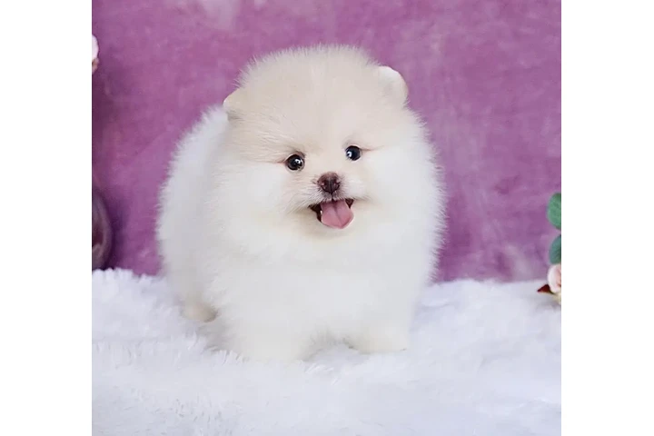 $500 : cachorros de pomerania image 2