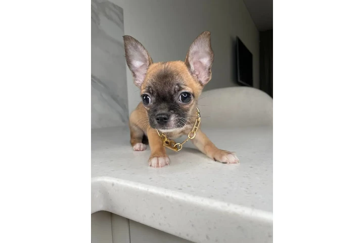 $250 : Chihuahua mini puppies image 5