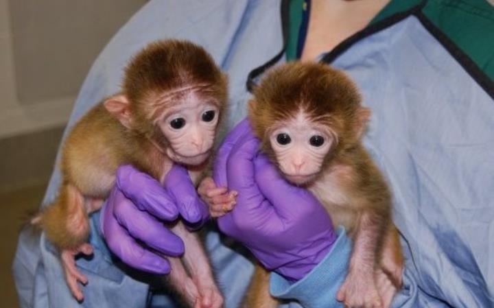 $900 : capuchin baby monkeys image 1
