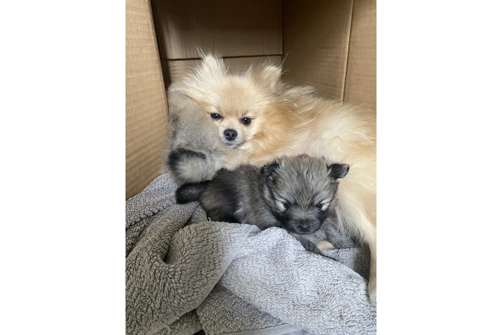 $280 : Teacup Pom Pup Ready Now image 3