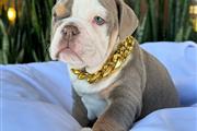 Cachorrito Bulldog Inglés en Phoenix