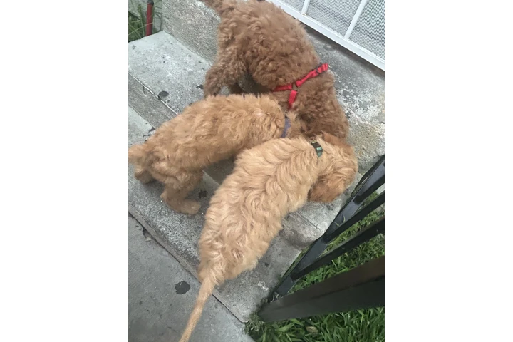 $600 : Golden doodle puppies image 5