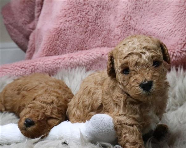 toy poodle puppie image 2