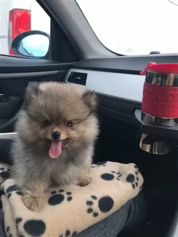 Pomeranian puppies image 3