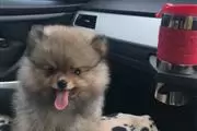 Pomeranian puppies thumbnail