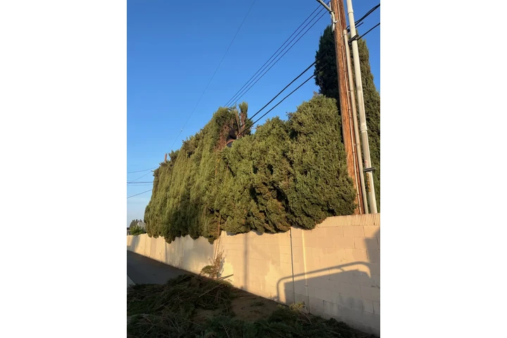 🌳 Tree Service Today! image 6