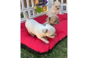 $350 : chihuahua en venta thumbnail