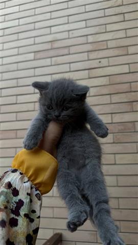 $360 : British Shorthair Kittens image 1