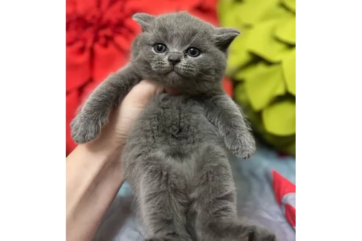 $350 : White British shorthair Ready image 1