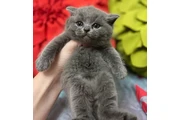 White British shorthair Ready en Los Angeles