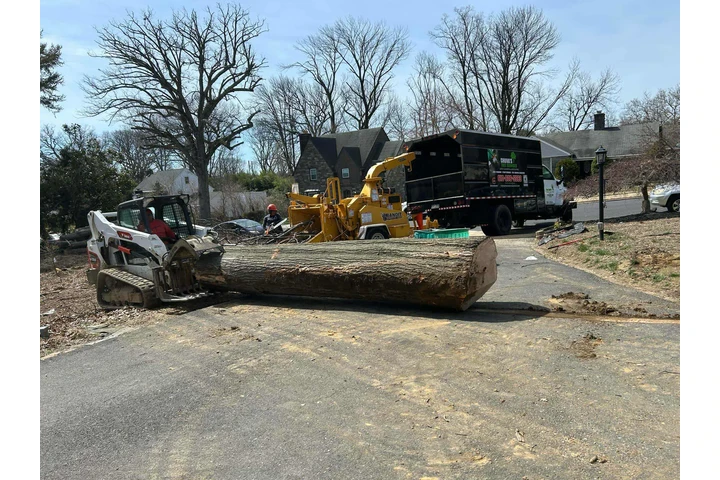 Servicio de Tree service image 2
