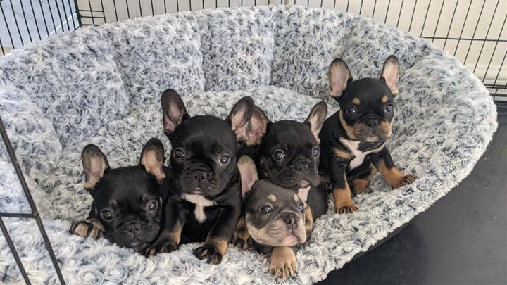 $500 : cute french bulldog available image 3