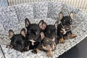 $500 : cute french bulldog available thumbnail