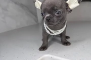 $250 : Chihuahua teacup puppies thumbnail