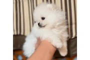 Preciosos Poms en venta en Kansas City MO